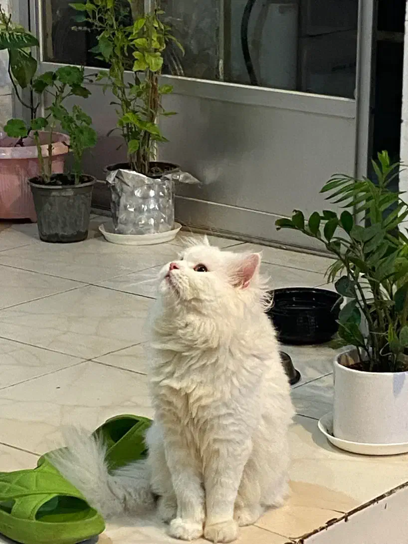 گربه پرشین نر|گربه|گرگان, |دیوار