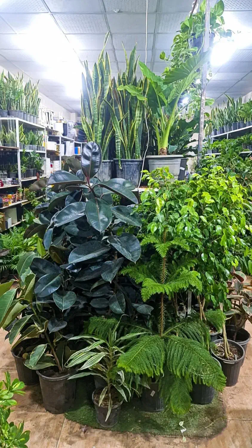 گلسرای مریم بانو بار جدید رسید۱۰درصد|گل و گیاه طبیعی|بیرجند, |دیوار