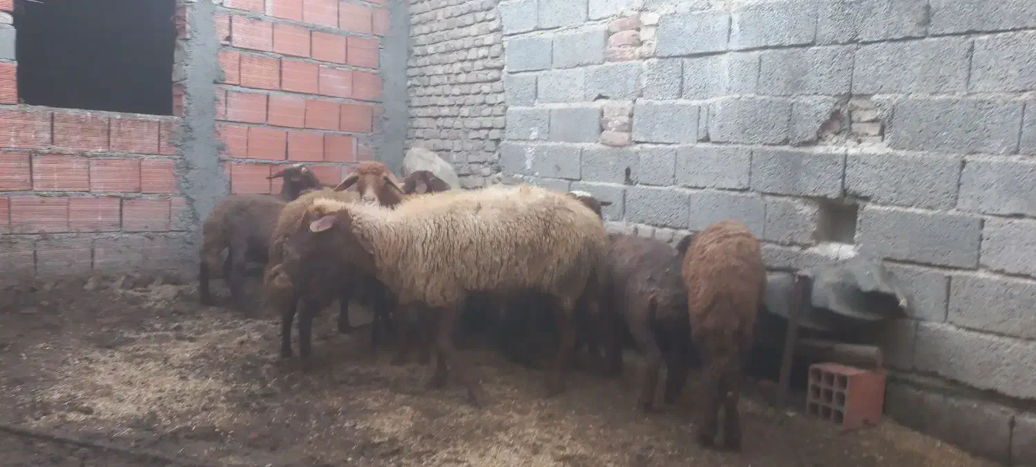 گوسفند آبستن|حیوانات مزرعه|بهشهر, |دیوار