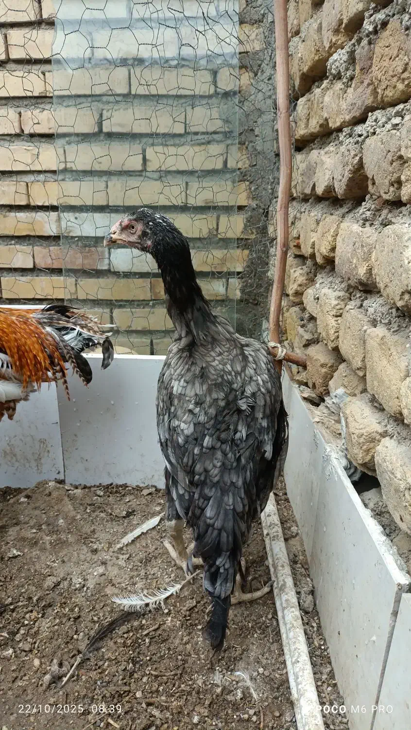 مرغ و خروس جوجه لاری فروشی|حیوانات مزرعه|گنبد کاووس, |دیوار
