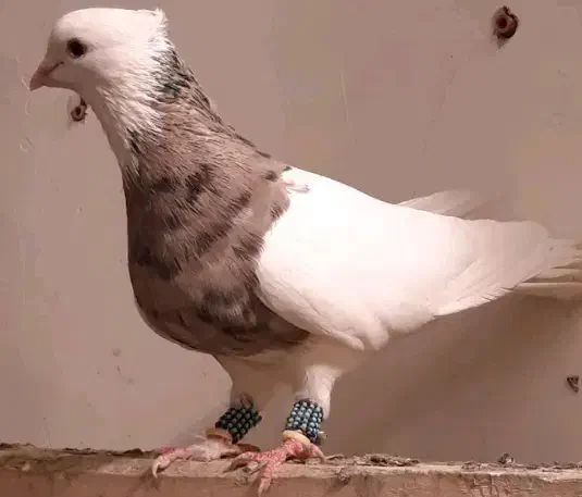 کفتر|پرنده|ایذه, |دیوار