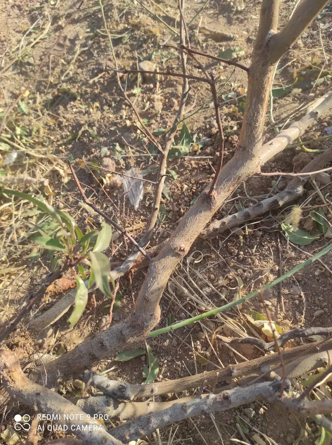 نهال بادام مامایی|خدمات باغبانی و درختکاری|مبارکه, |دیوار