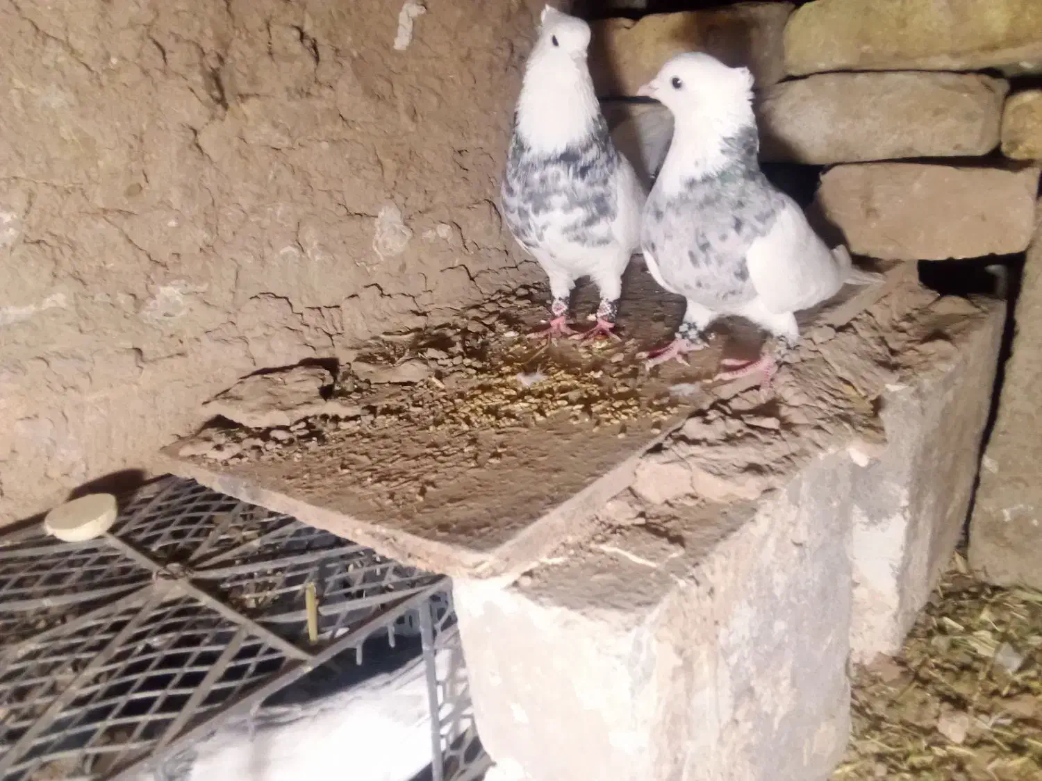 کبوتر|پرنده|تایباد, |دیوار