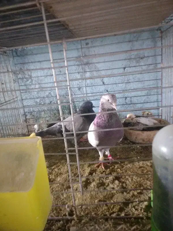 پرشی تضمینی|پرنده|قشم, |دیوار