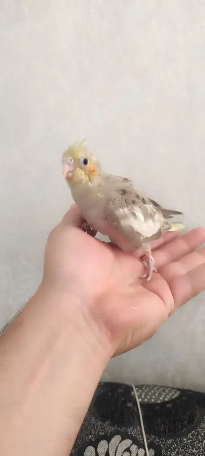 جوجه عروس هلندی اهویی|پرنده|قم, حنیف نژاد|دیوار