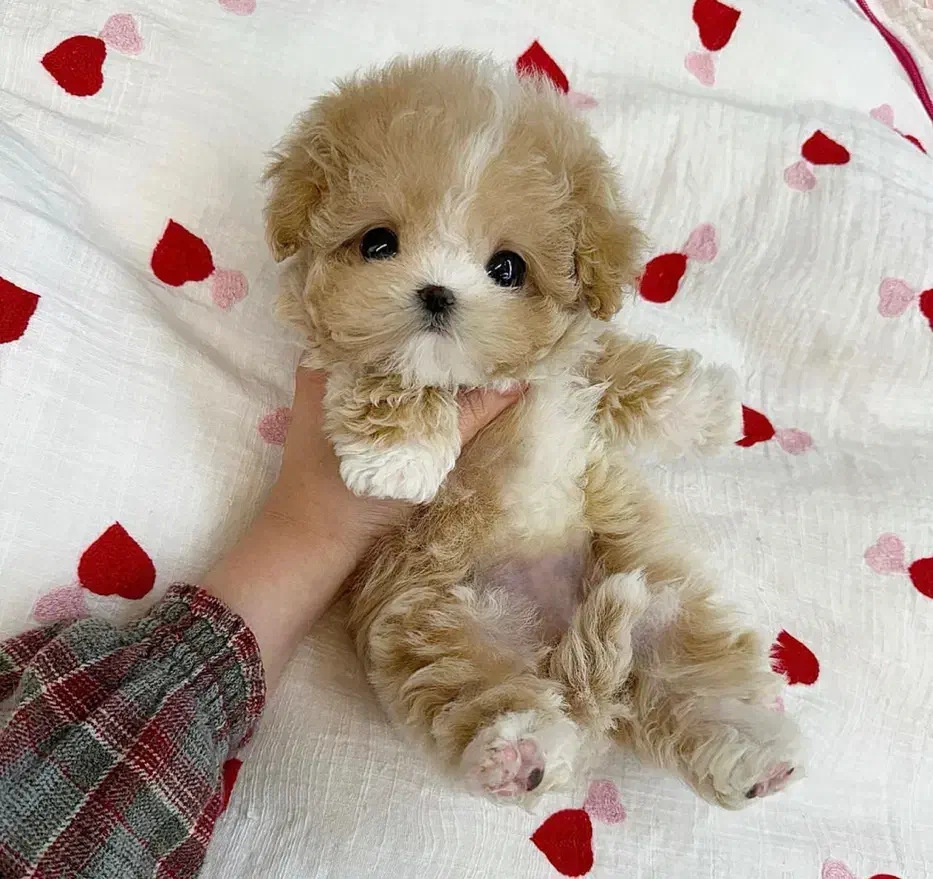 پودل کوچولو|سگ|مشهد, اقبال|دیوار