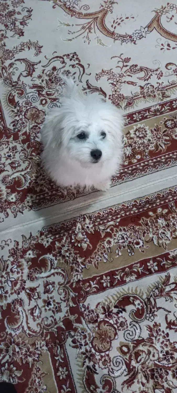 سگ خانگی فروش فوری قیمت ۳تومن|سگ|سلماس, |دیوار