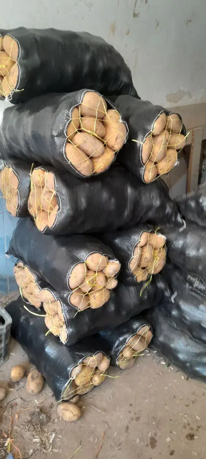 سیب زمینی حاضر بار|عمدهفروشی|اردبیل, |دیوار