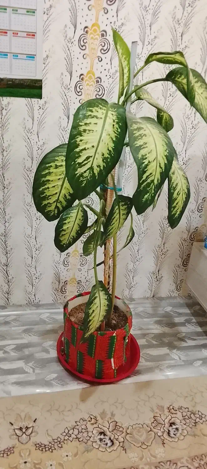 گل دیفن باخیا فروشی|گل و گیاه طبیعی|باوله, |دیوار