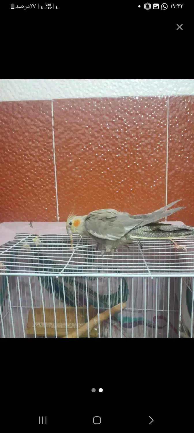 عروس هلندی نر ماده|پرنده|یزدان شهر, |دیوار