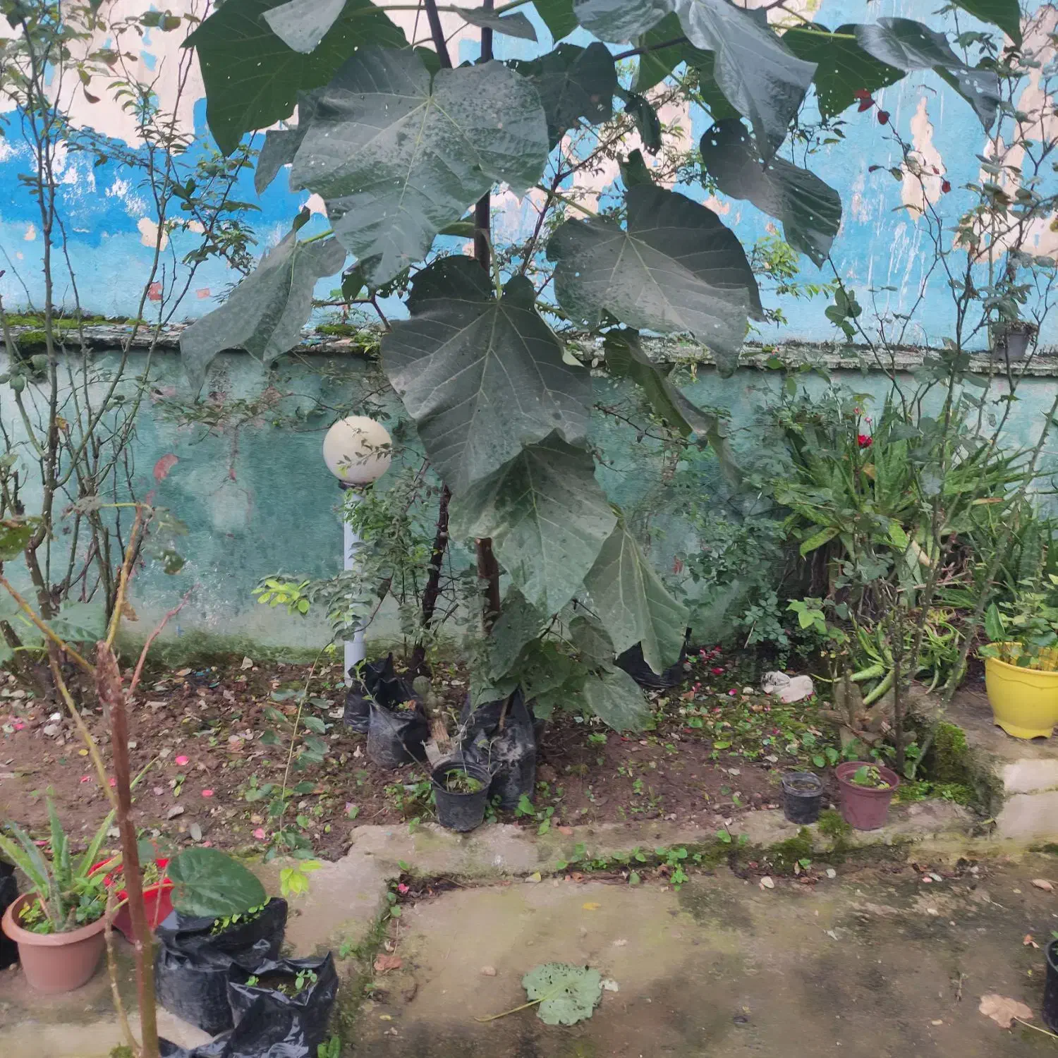 پائولونیا|گل و گیاه طبیعی|شیرگاه, |دیوار