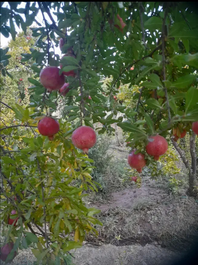 انار درجه یک|عمدهفروشی|کوهدشت, |دیوار