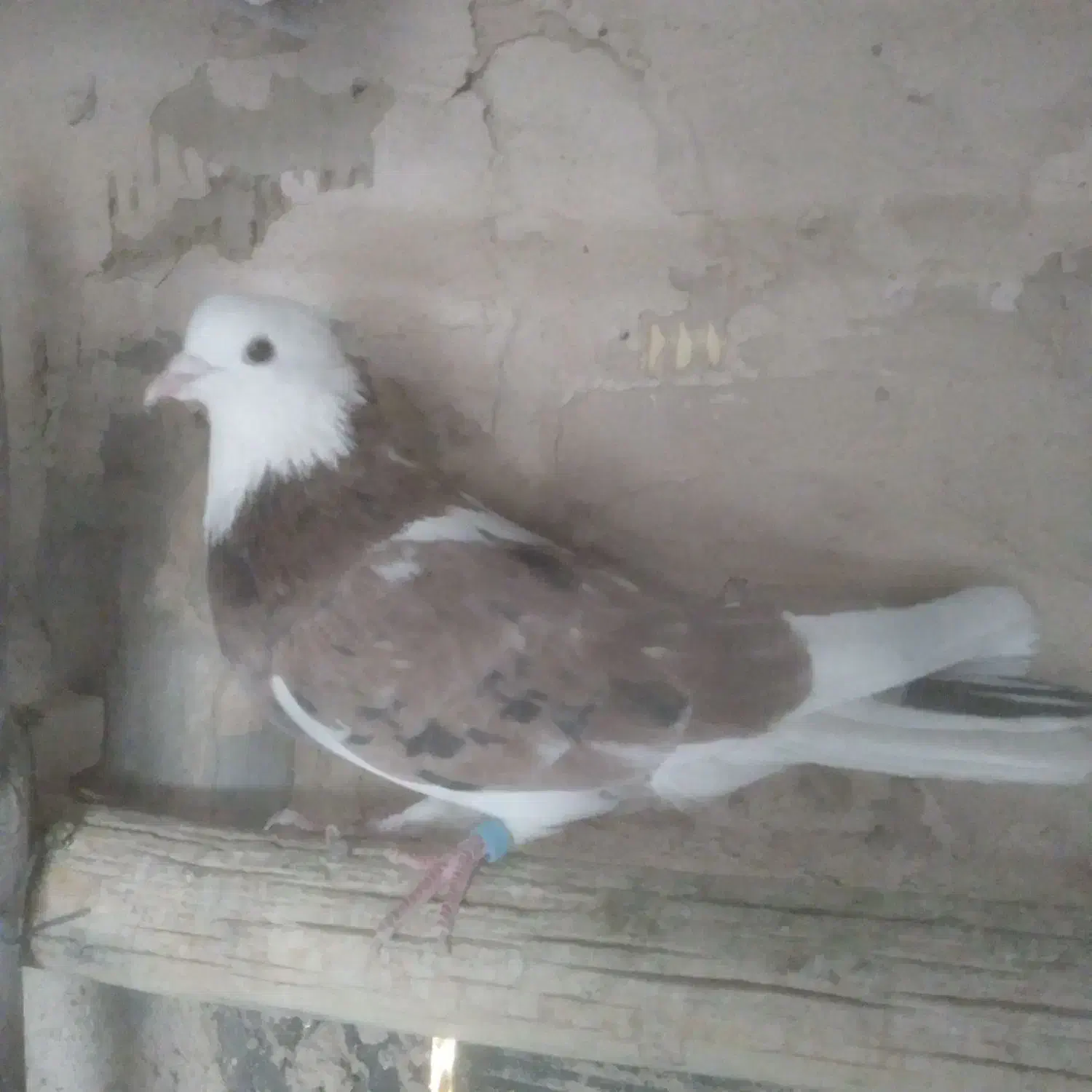 کفتر پرشی شازده|پرنده|خمینیشهر, |دیوار