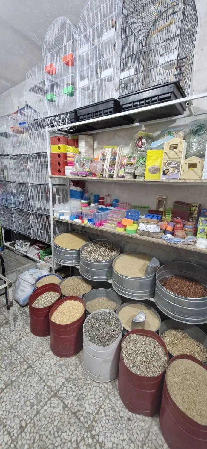 دنیای حیوانات|پرنده|بیرجند, |دیوار