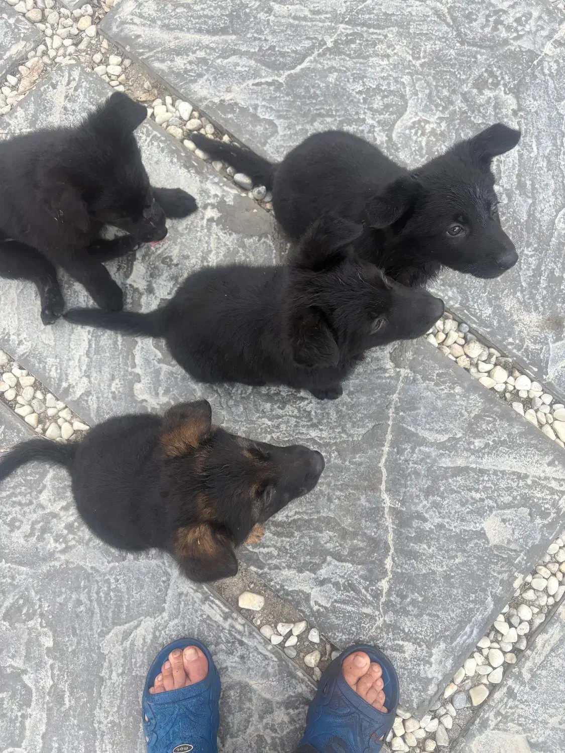 ژرمن بلک|سگ|قائمشهر, |دیوار