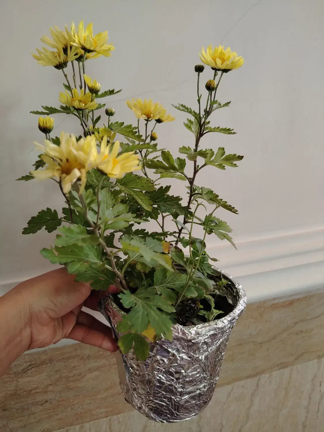 فروش گلهای آپارتمانی|گل و گیاه طبیعی|ایرانشهر, |دیوار