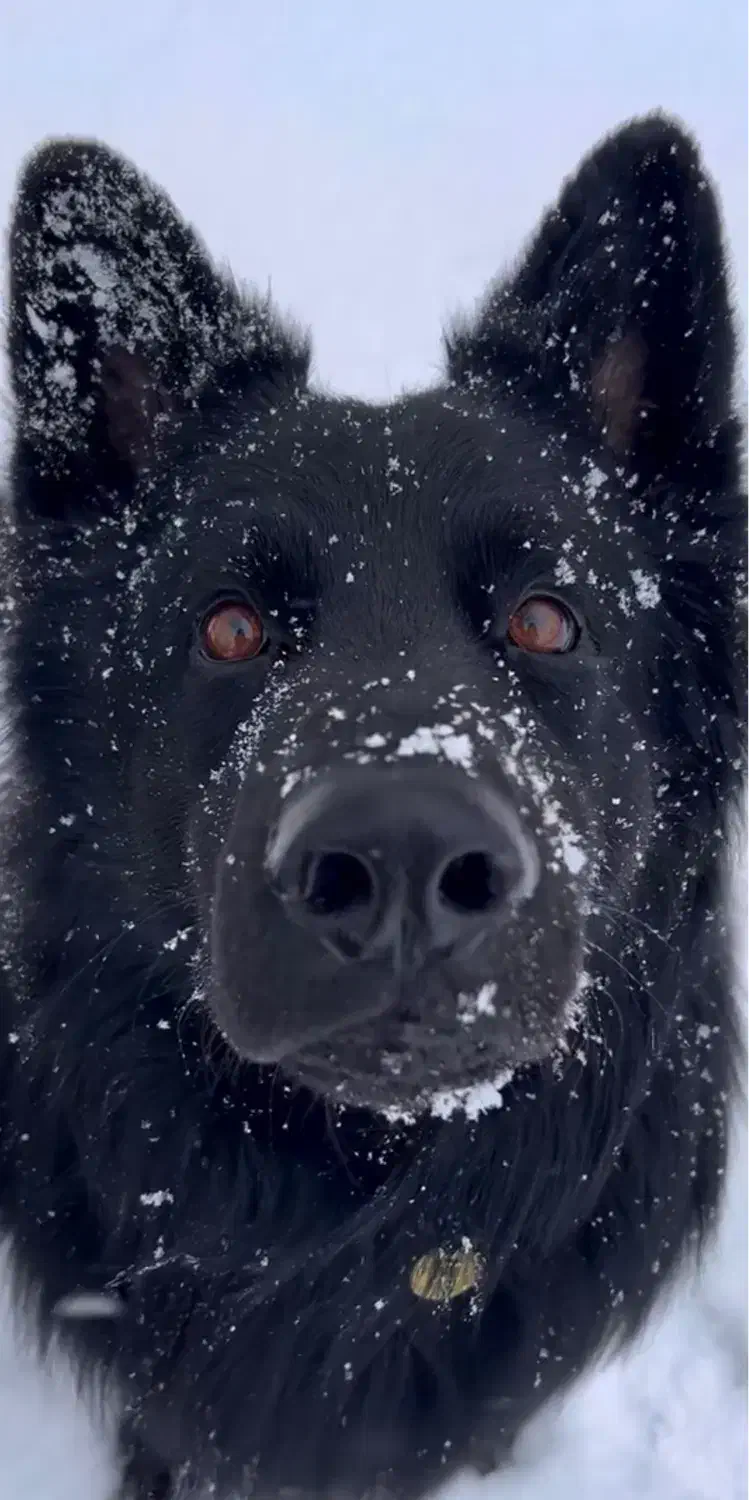 سگ ژرمن شپرد شو 212|سگ|تهران, پردیسان|دیوار