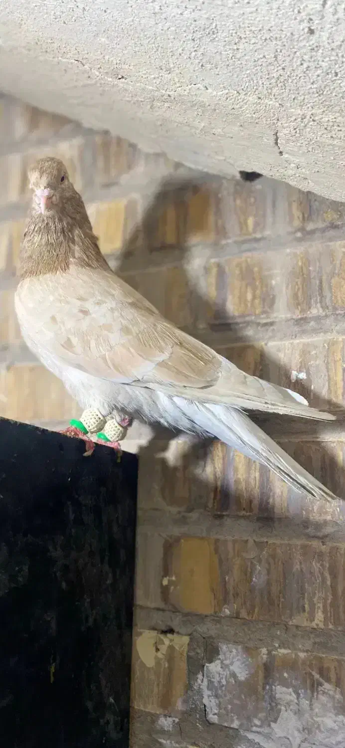 کفتر سرول گمشده|حیوانات|همدان, |دیوار