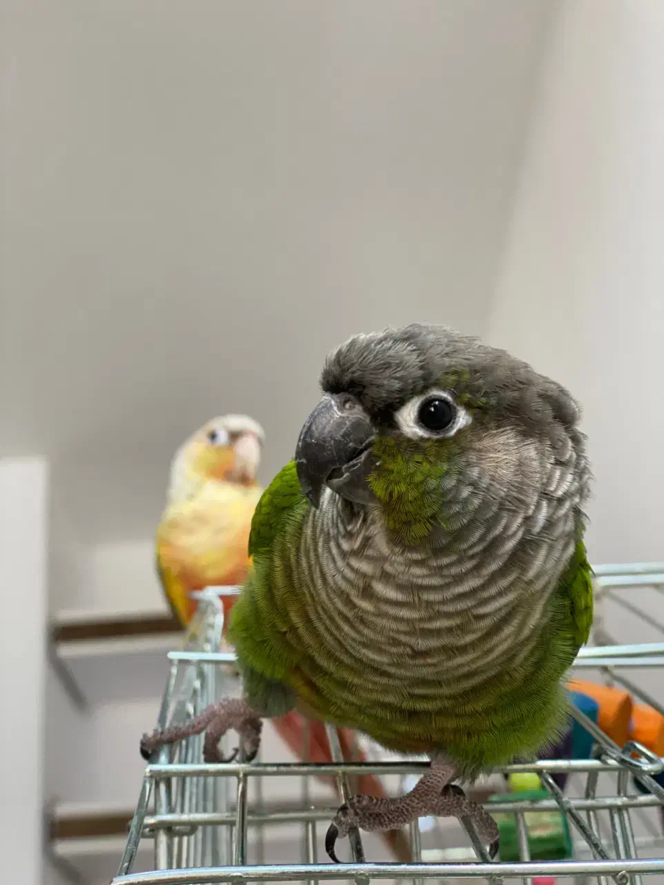 فروش پرنده جفت گرین چیک|پرنده|آمل, |دیوار