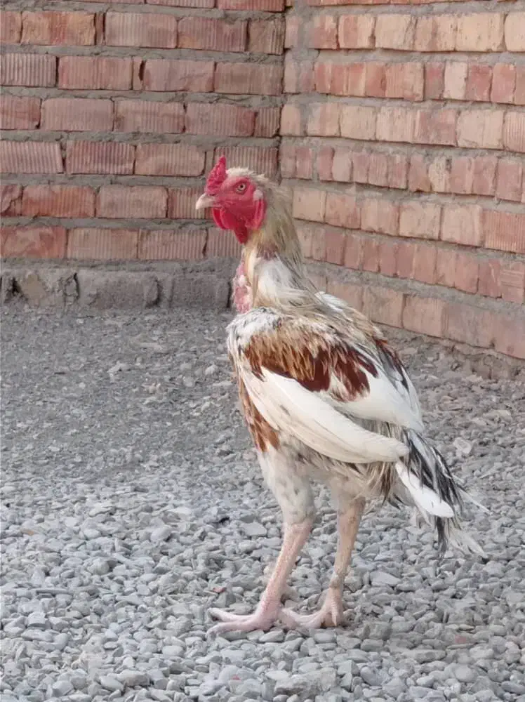 2600000 دو میلیون شصد|پرنده|ایرانشهر, |دیوار