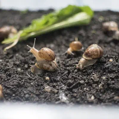 واگذاری حلزون|خزنده|نائین, |دیوار