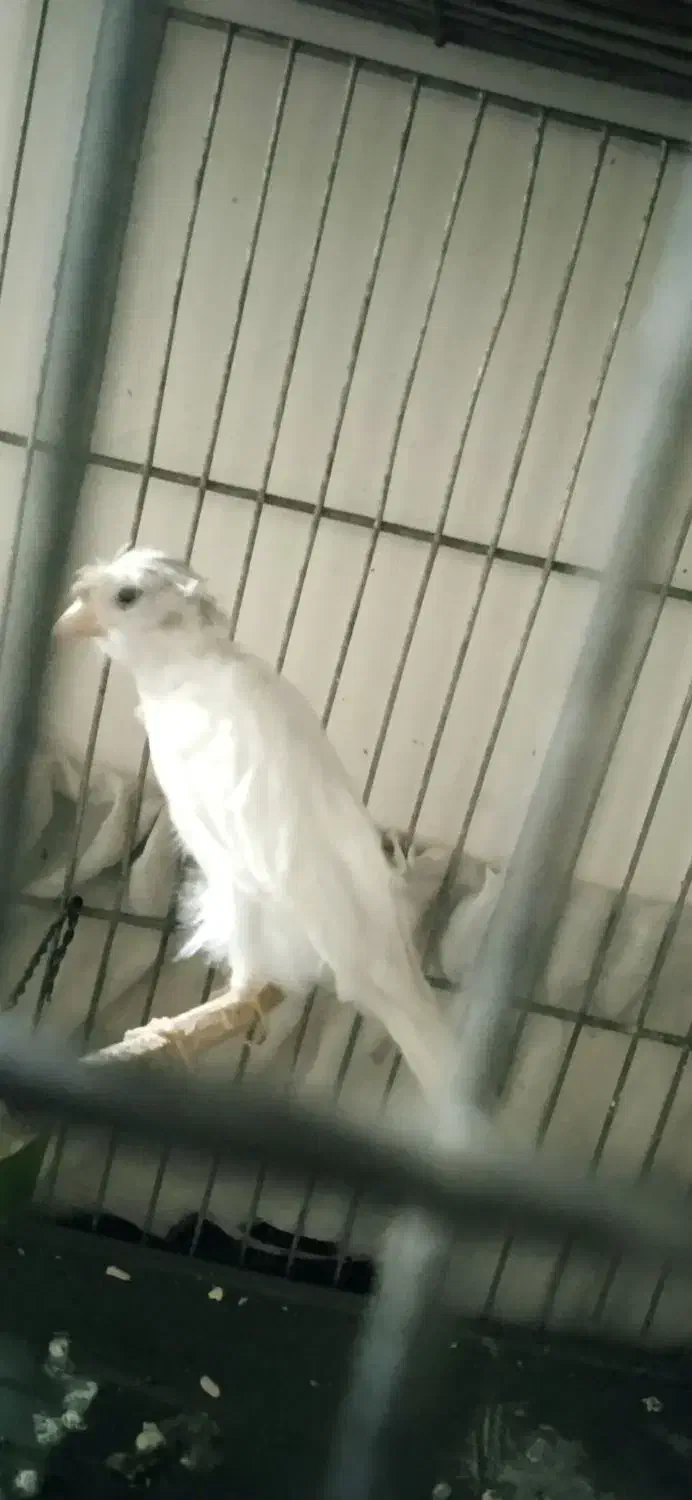 قناری ماده آماده|پرنده|تهران, راه آهن|دیوار