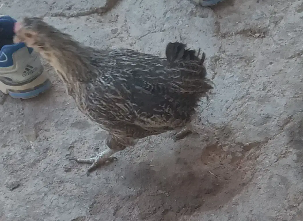 باسلام فروش مرغ و خروس|حیوانات مزرعه|بن, |دیوار