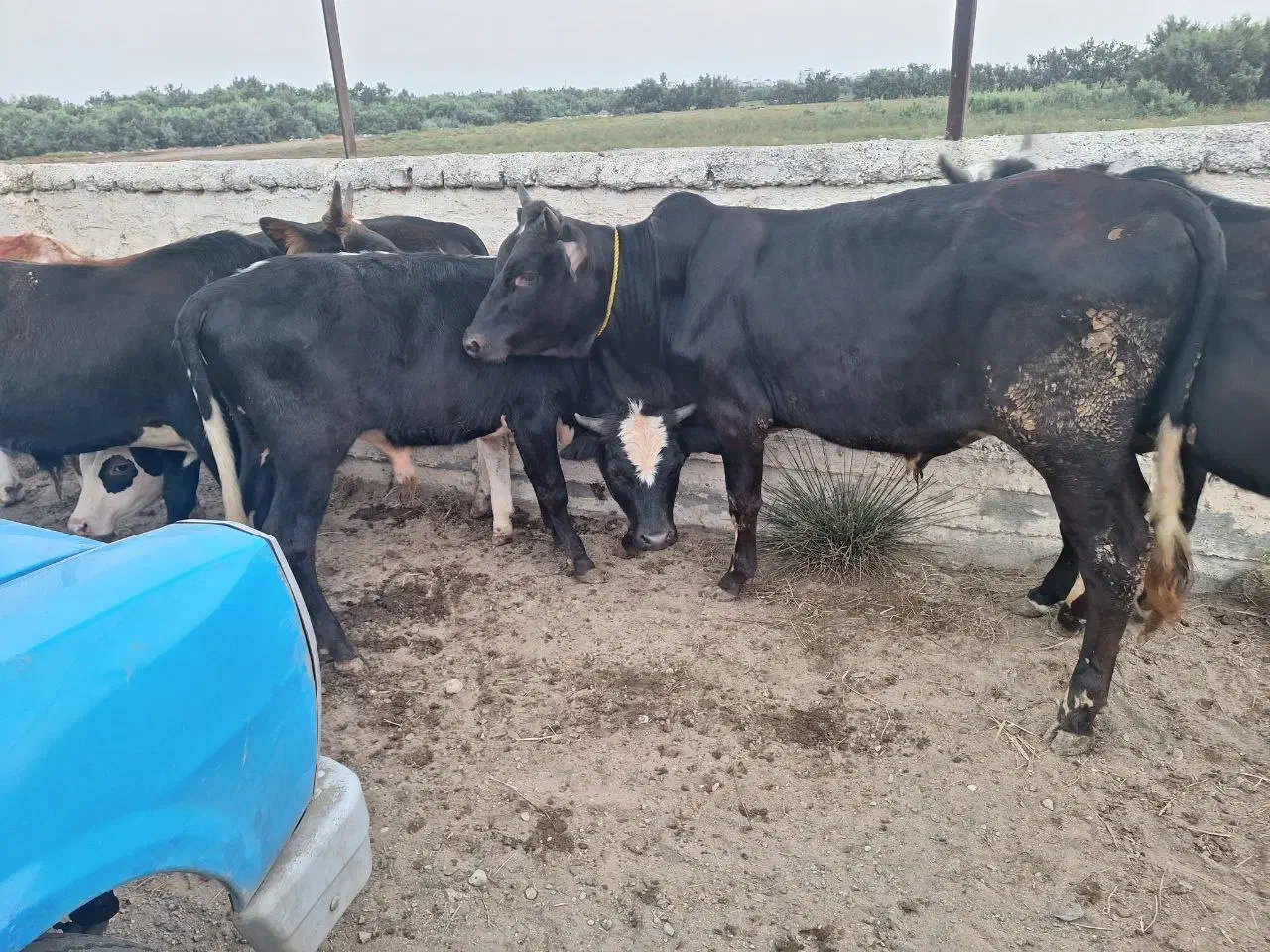 سیمینتال نر|حیوانات مزرعه|قم, مهدی آباد|دیوار