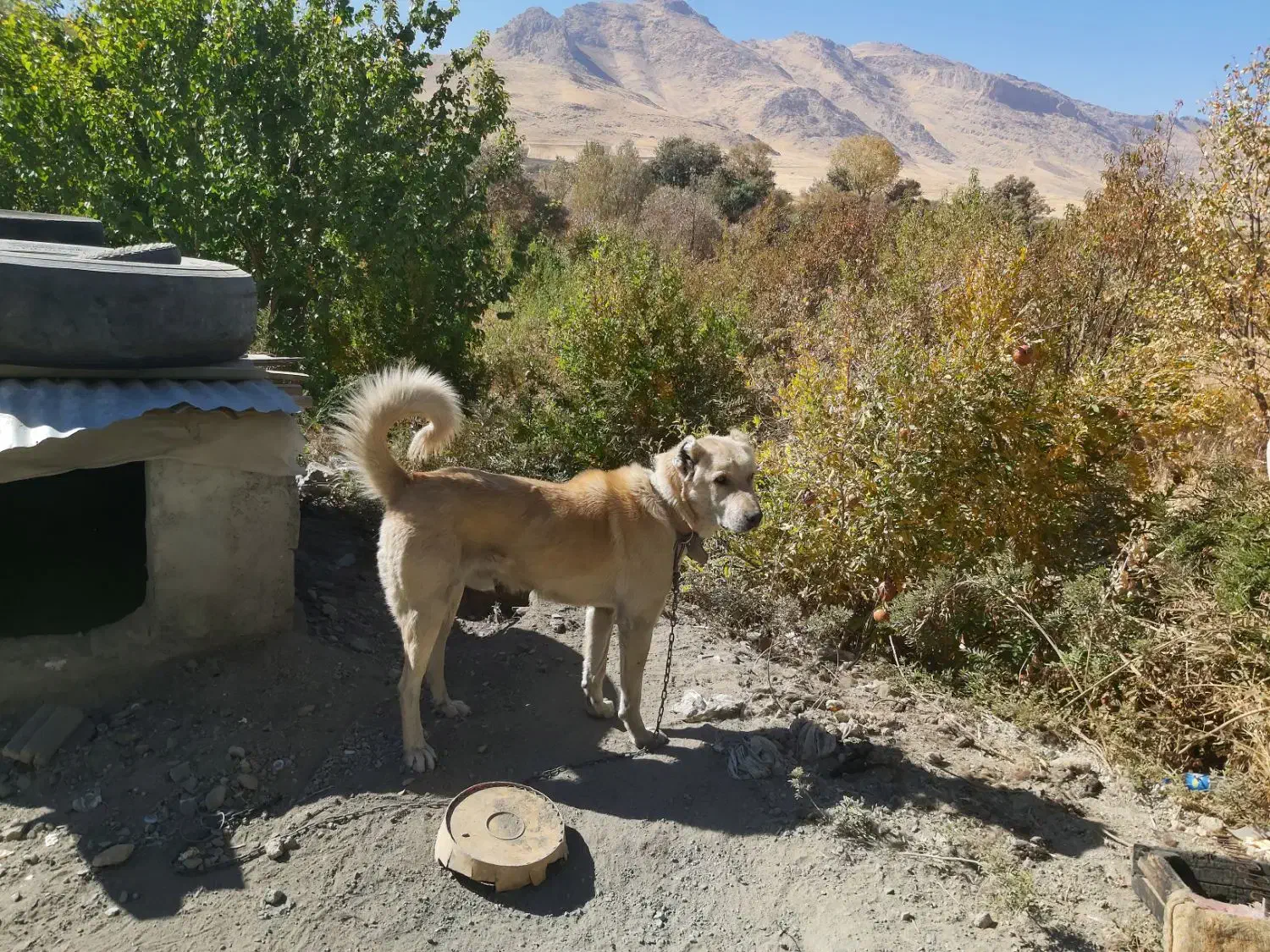 سگ سرابی وکوردی دورگ|سگ|کامیاران, |دیوار