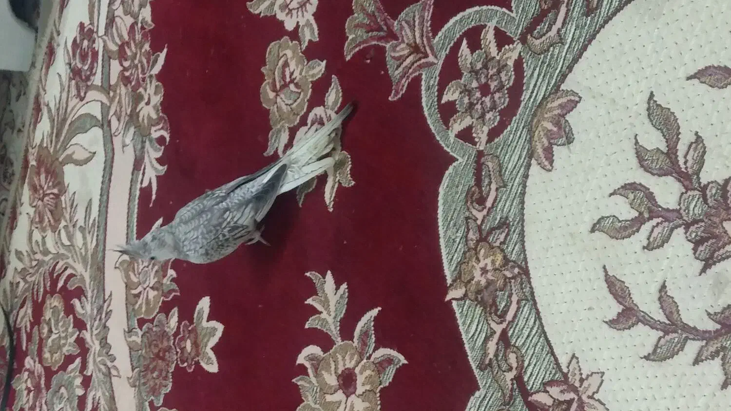 عروس هلندی وایت فیس نر ۶ ماهه|پرنده|اهواز, شهرک نفت|دیوار