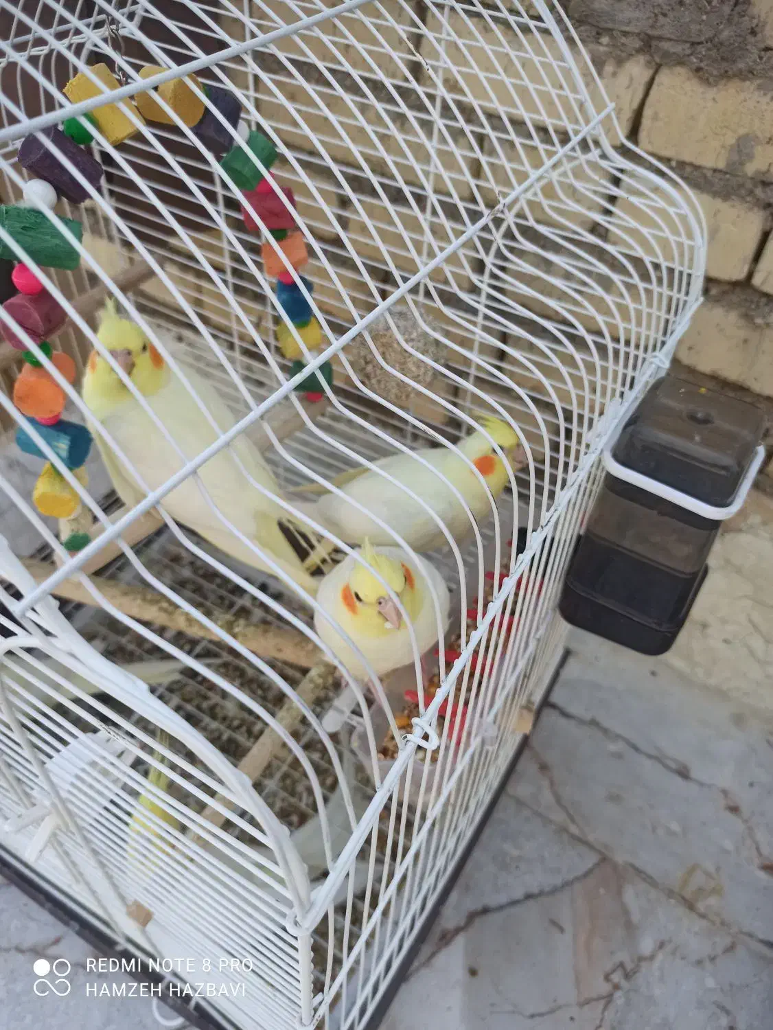 عروس هلندی ۳ ماهه|پرنده|باوی, |دیوار