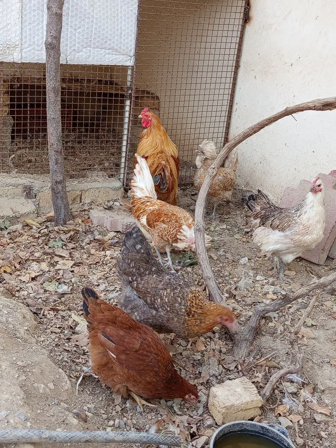 مرغ و خروس برهما و گلپایگانی‌|حیوانات مزرعه|چهارباغ, |دیوار