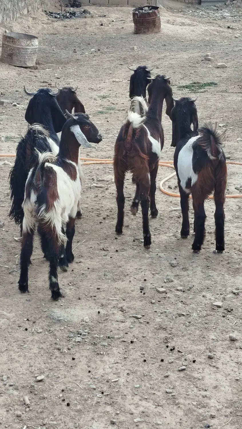 ۶بزغاله ماده تخمی تکه خورده ( همشون لینگ سه قلو )|حیوانات مزرعه|ملک‌آباد, |دیوار