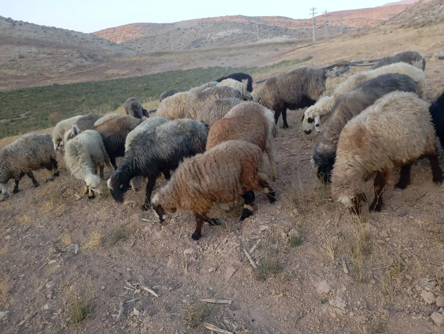 ۳۴راس میش داشتی|حیوانات مزرعه|شیراز, شهرک والفجر|دیوار