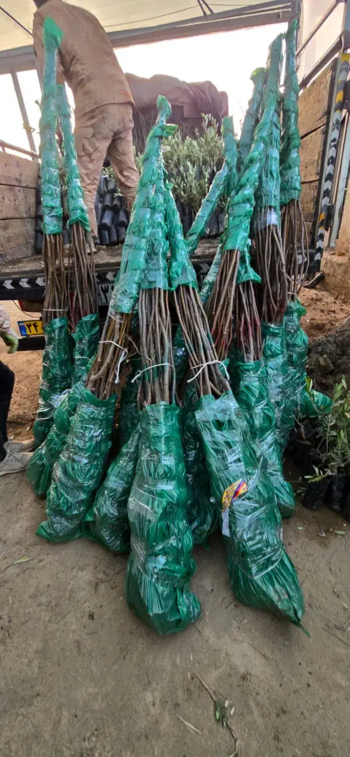 نهال گردو بازار پسند|خدمات باغبانی و درختکاری|فسا, |دیوار