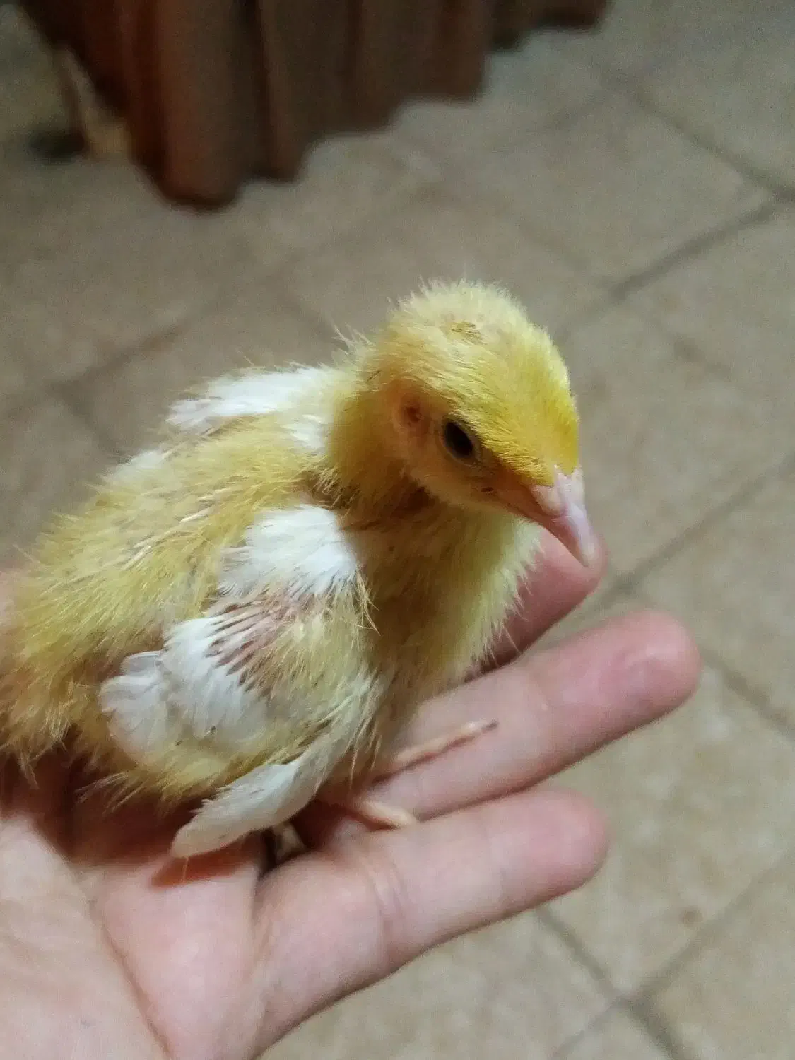 جوجه|حیوانات مزرعه|یزد, |دیوار