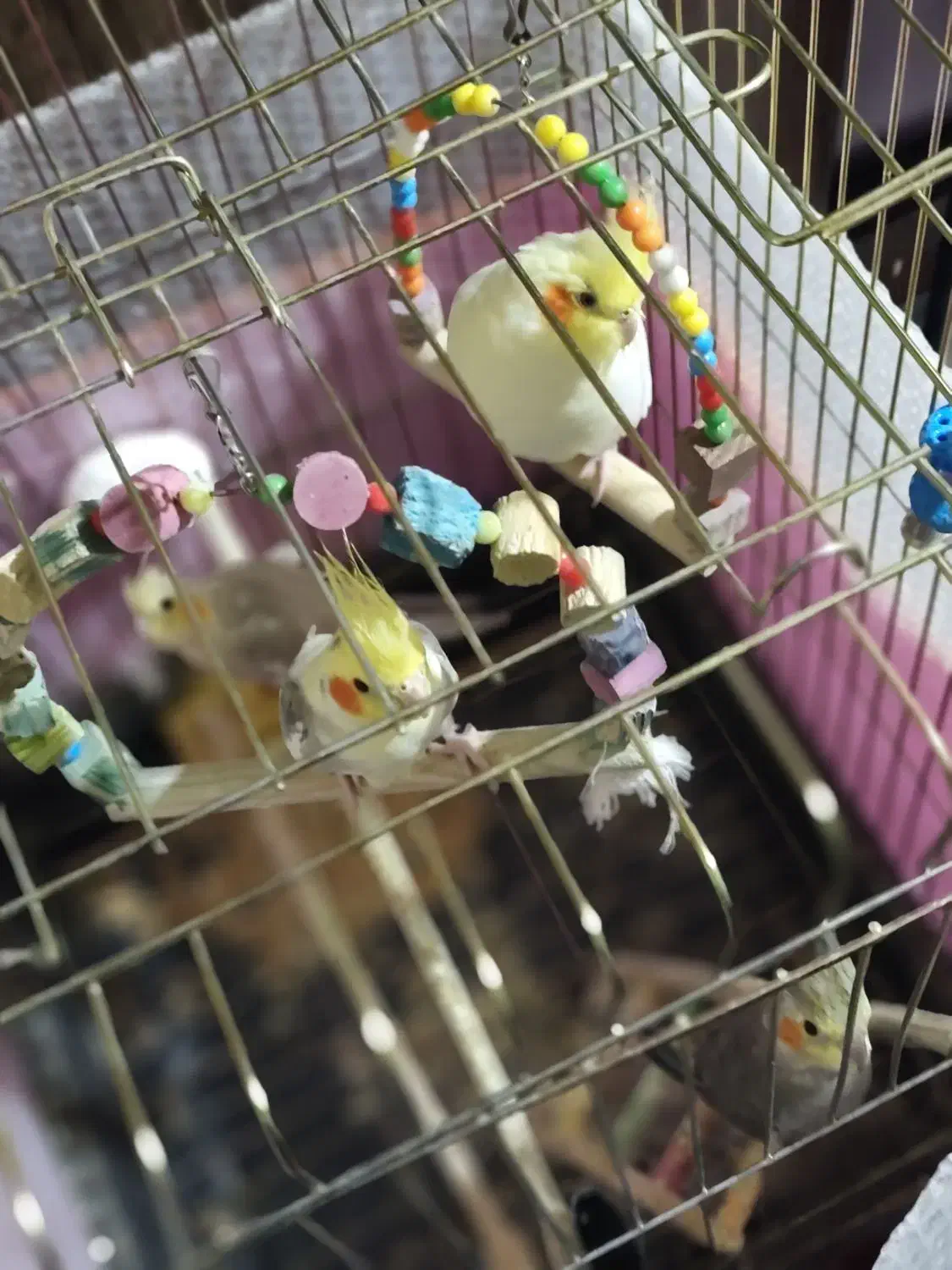 عروس هلندی|پرنده|خنداب, |دیوار