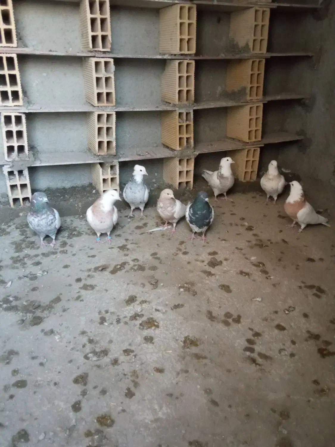 چند عدد کفتر طوقی کله دار|پرنده|کبودرآهنگ, |دیوار