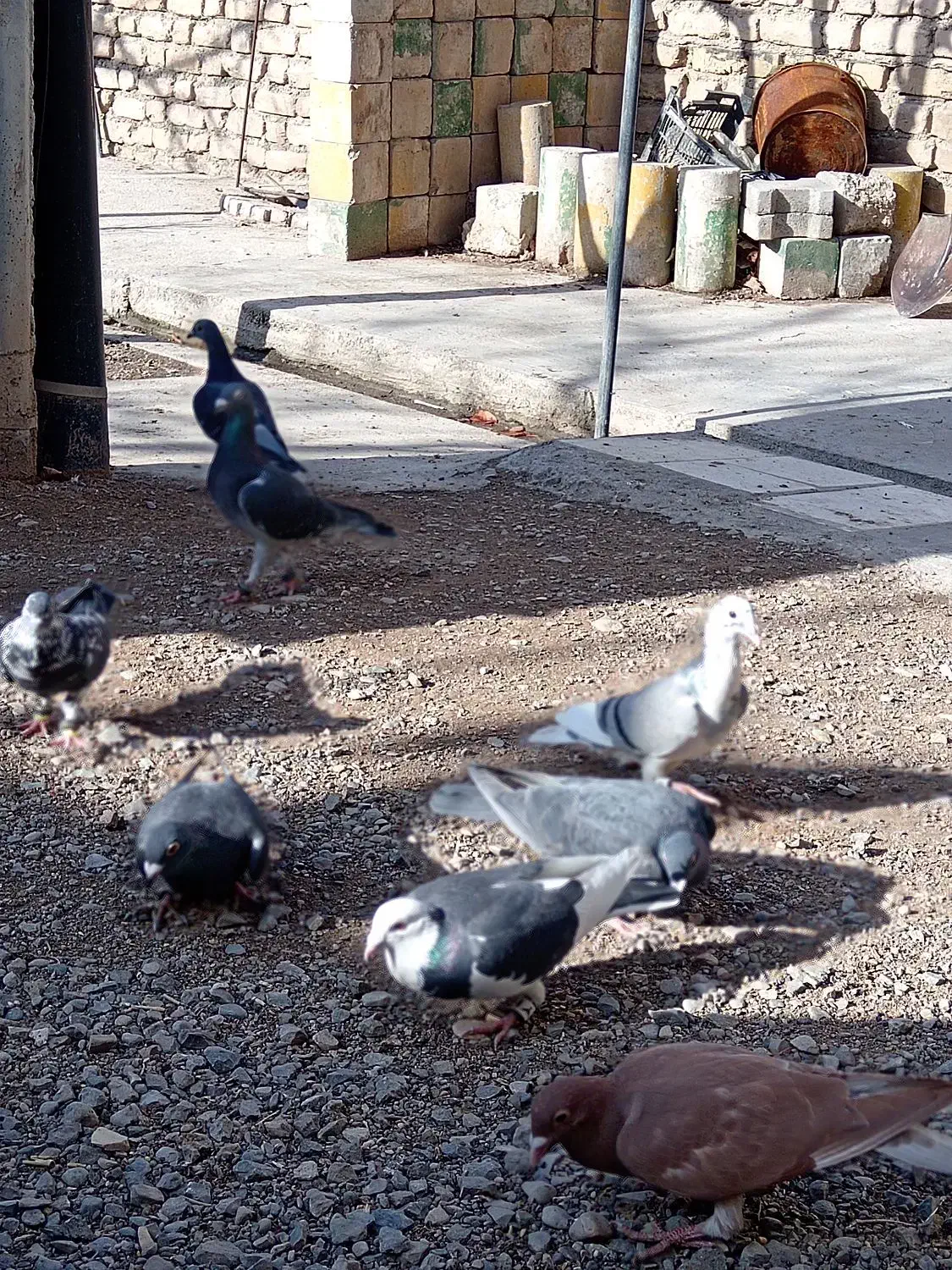 کبوتر|پرنده|مشهد, حسین‌آباد|دیوار