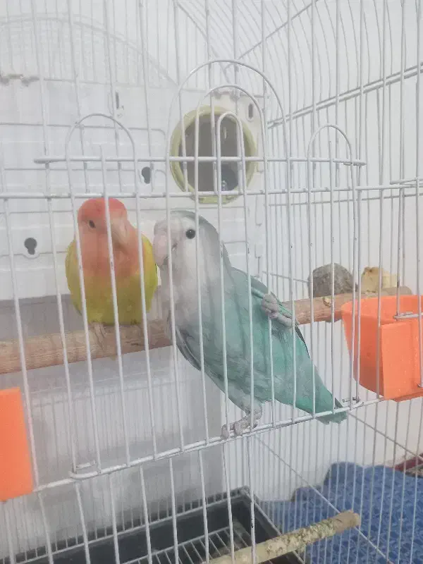 طوطی برزیلی نرو ماده|پرنده|نسیمشهر, |دیوار