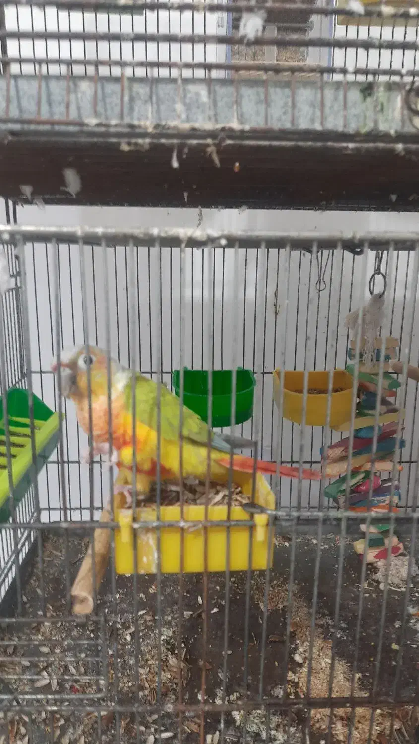 سانچیک خوشگل دستی|پرنده|چغادک, |دیوار