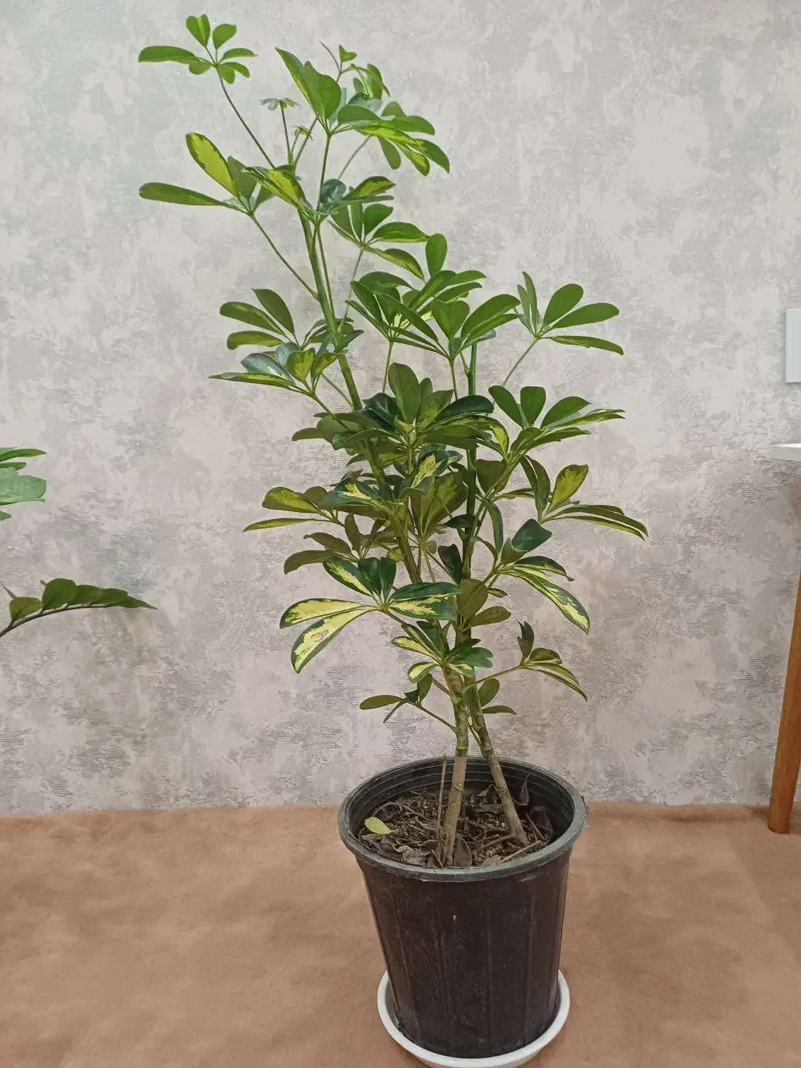 شفلرا|گل و گیاه طبیعی|مشهد, شهید بصیر|دیوار