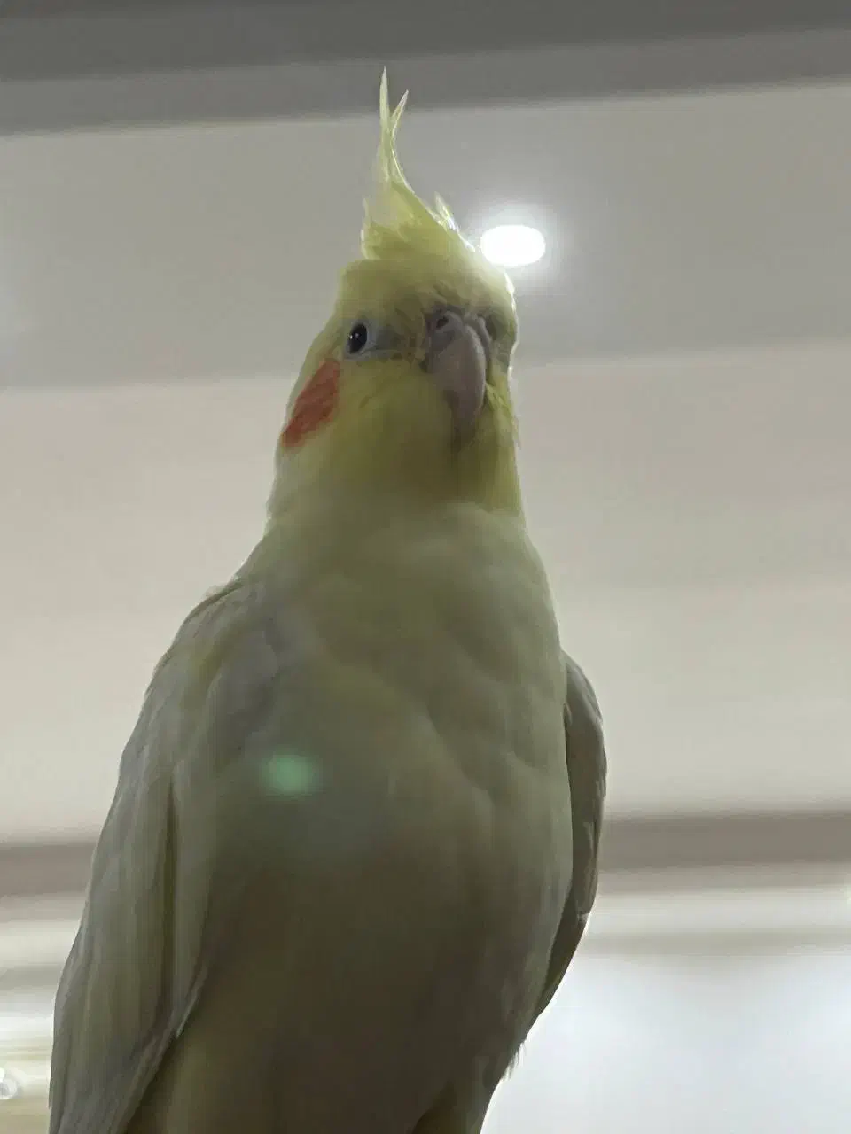 عروس هلندی گم شده|حیوانات|گنبد کاووس, |دیوار