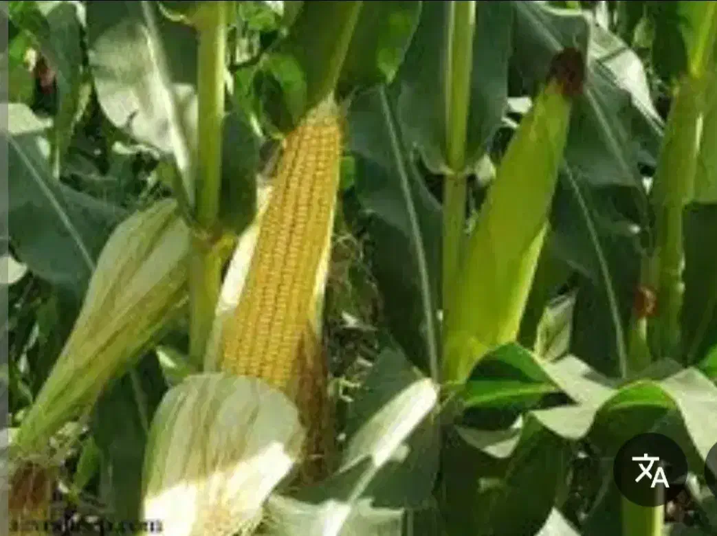 بلال ذرت|خوردنی و آشامیدنی|سیرجان, |دیوار