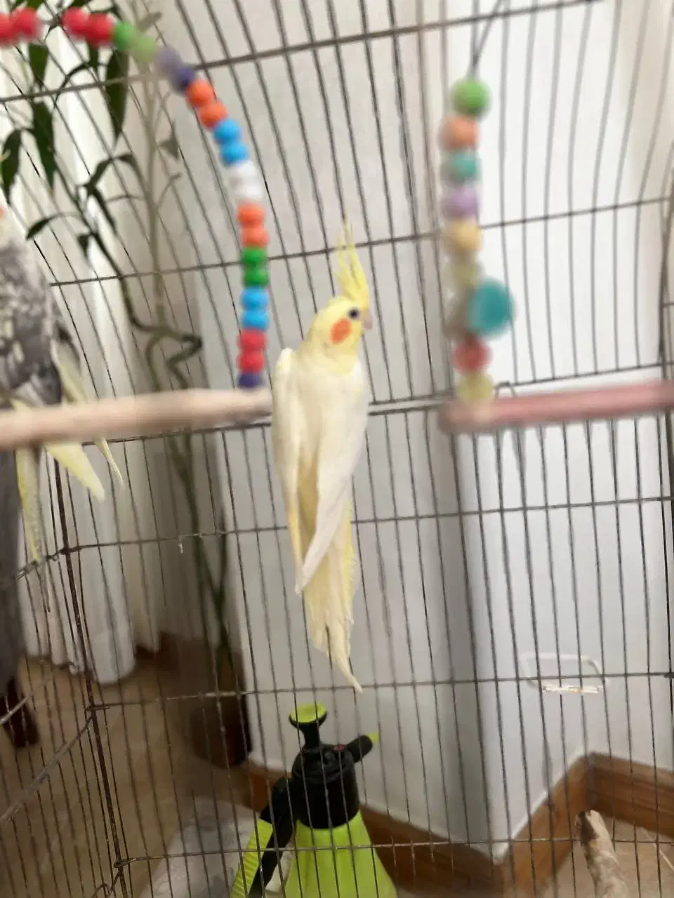 عروس لوتینو مولد|پرنده|محمودآباد, |دیوار