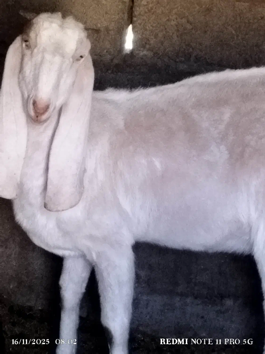 گوسفند نسل دار|حیوانات مزرعه|سراوان, |دیوار