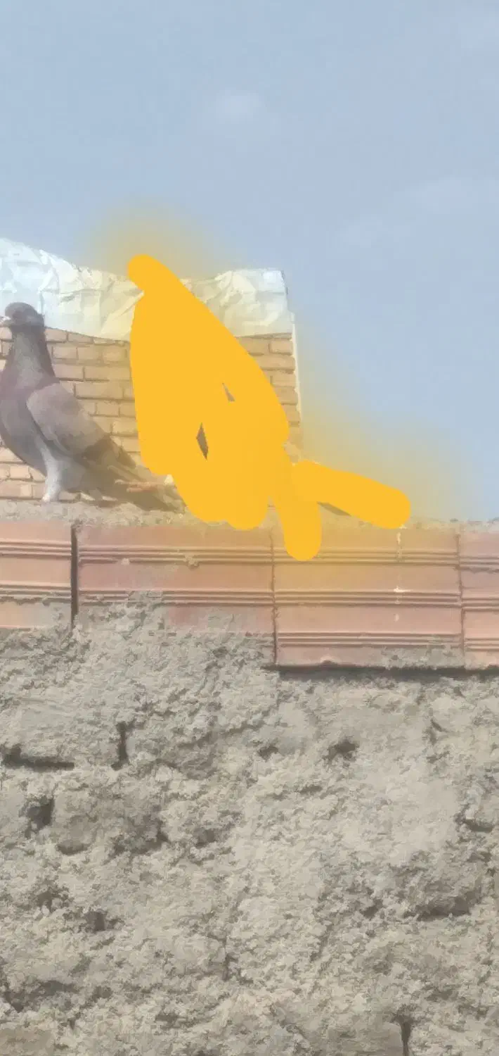 کفتر گمشده|حیوانات|مرند, |دیوار