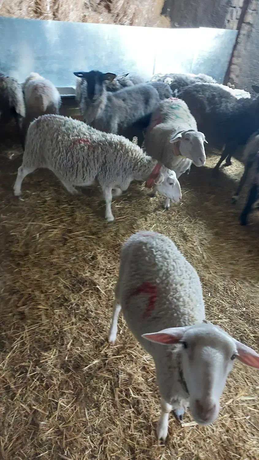 میش لاکن|حیوانات مزرعه|قلعه نو, |دیوار