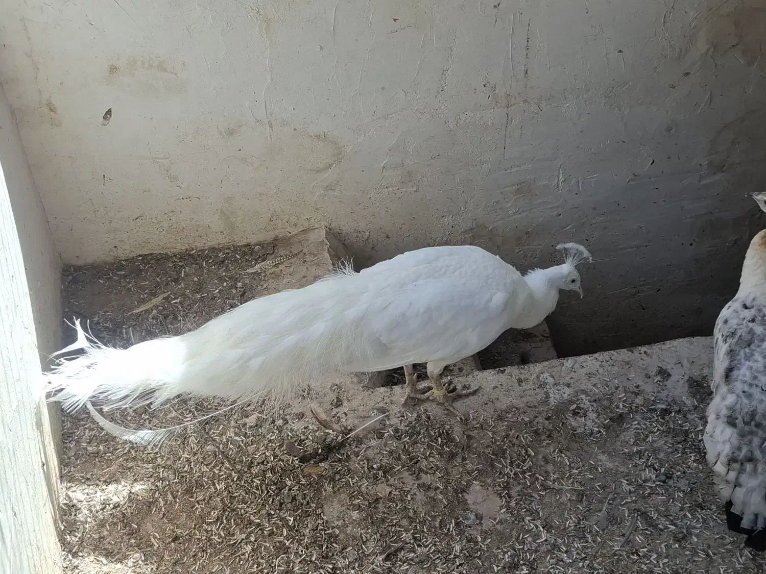 طاووس|پرنده|مشهد, آبکوه|دیوار