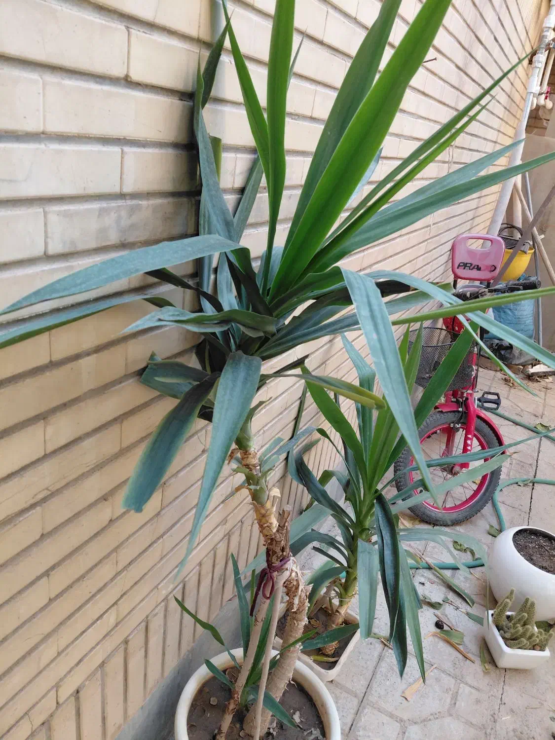 گل وگیاه طبیعی یوکا|گل و گیاه طبیعی|شاهینشهر, فردوسی|دیوار